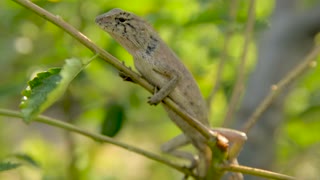 Small Lizard Spy Skin Green On Tree Branch