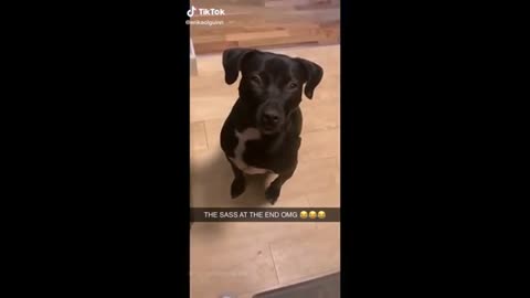 Cute Dogs actually understand what you're saying