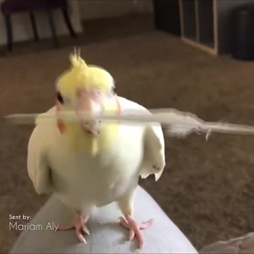 Birb plays Peekaboo with his own feather