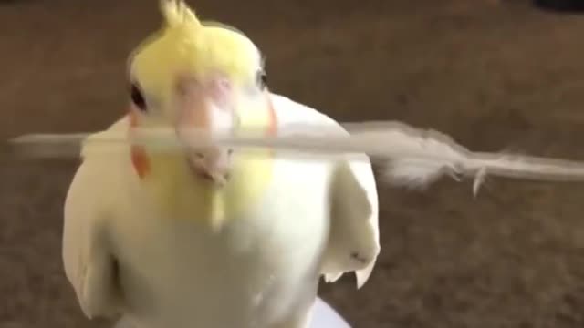 Birb plays Peekaboo with his own feather