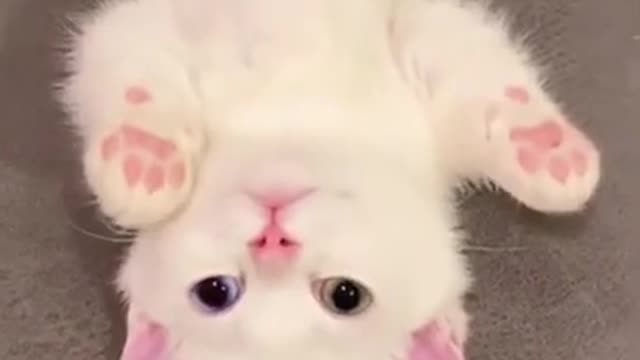 SOO CUTE BABY CAT |Funny Animals