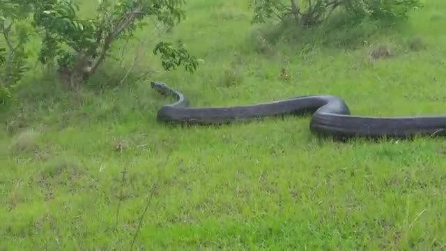 Anaconda Snake 2 in Real Life HD Video