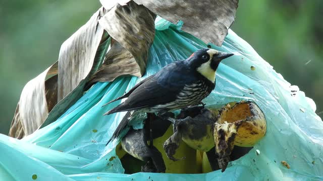 Black bird enjoying a banana