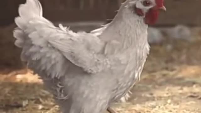 Funny chicken video 🐔