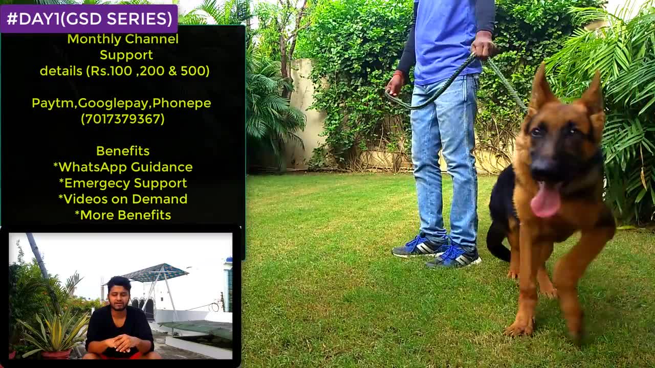 Dog Training - Day 1 __ How to Start Basic Training from the 1st Day 4K HINDI #GSD