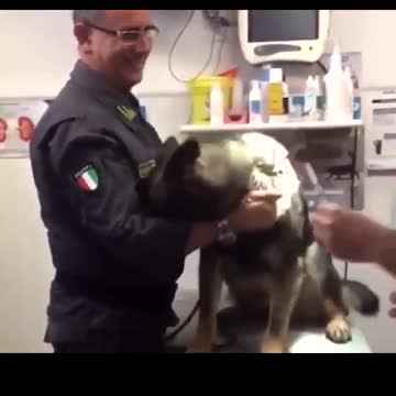 Animal performance during injection