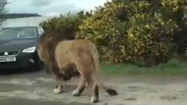 Animal video 🐅🐅