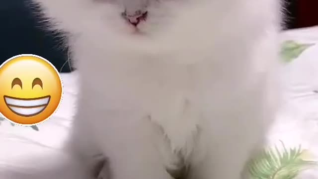 Cute white cat 😍