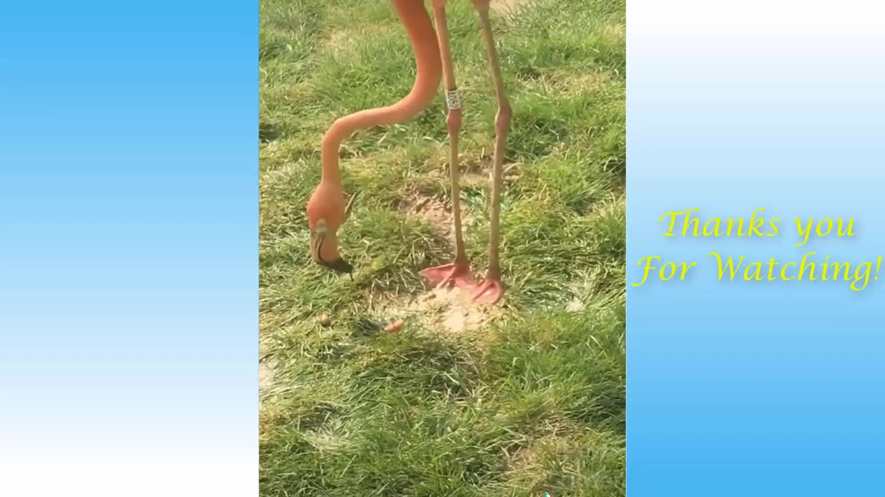 Cute Cats & Funny Dogs Videos