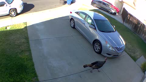 Driveway turkey