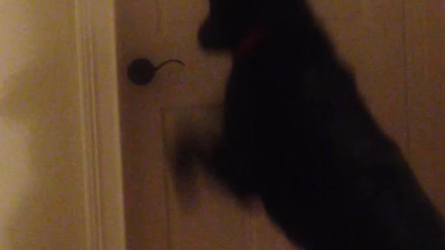 Black dog opens white door by self