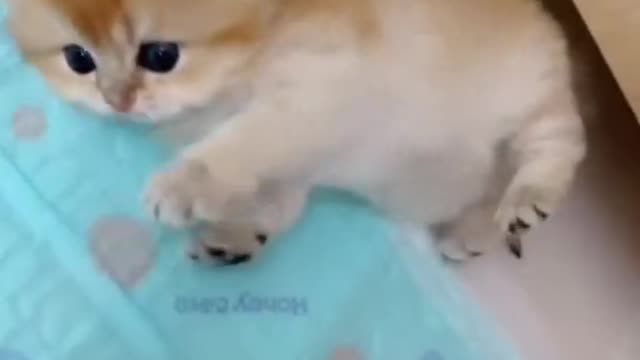 Cat video-cute cat video-funny cat video #shorts #beautiful #animal #sweet #amazing #song #cat