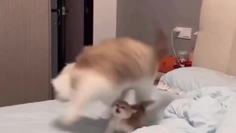 Cat funny video, animal funny video