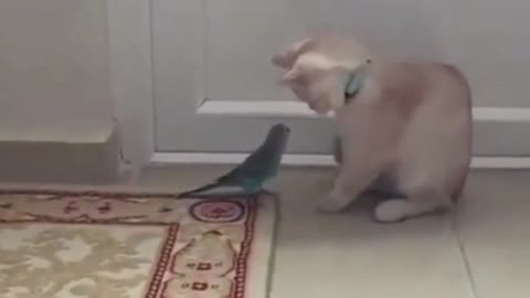 Oddly Satisfying funny pets video,funny video,