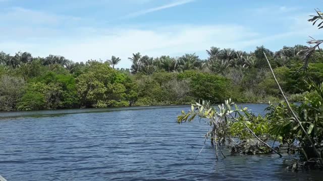 Rivers of the Amazon