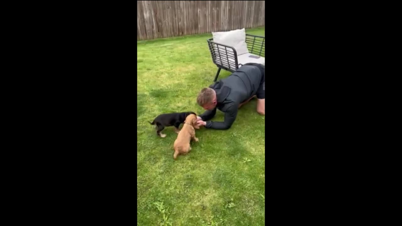 Wonderful woman surprises her partner with two cute Cocker Spaniel puppies