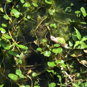 Weird salamanders skink thing that is pink.