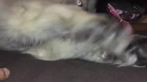 Collab copyright protection - german shepherd puppy bed fall
