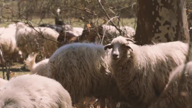 video-of-a-sheep-under-the-tree
