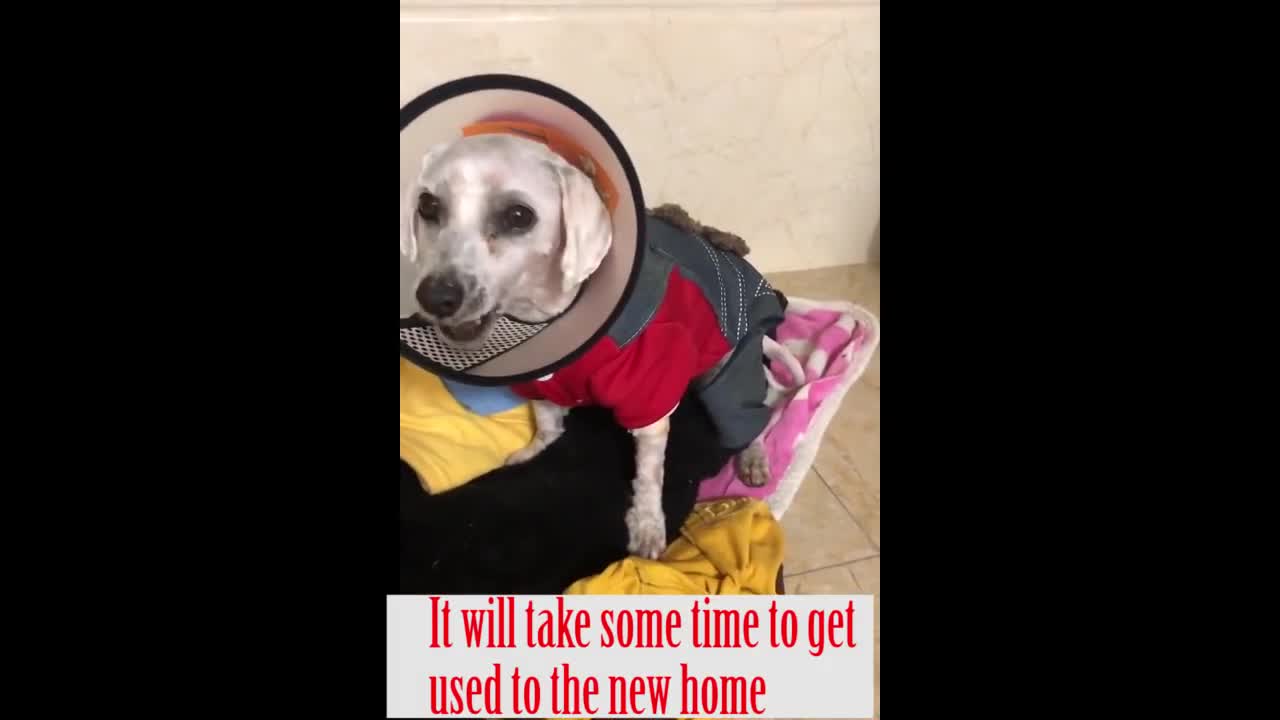 Dog rescue is always on the way homeless dog rescue video compilation