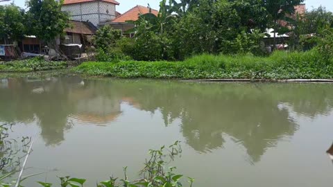 Tilapia fishing in the wild