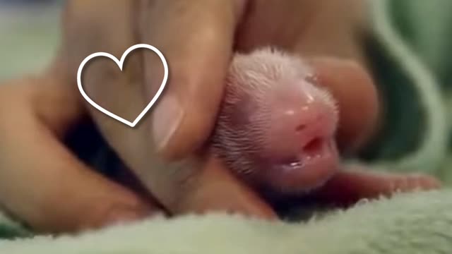 Birth of Baby Panda