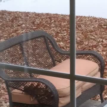 Kitty Cats and the Ducks