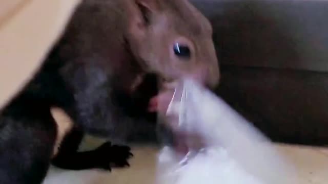 [Squirrel] Big Brother, don't make it look like I'm abusing you and not giving you food.