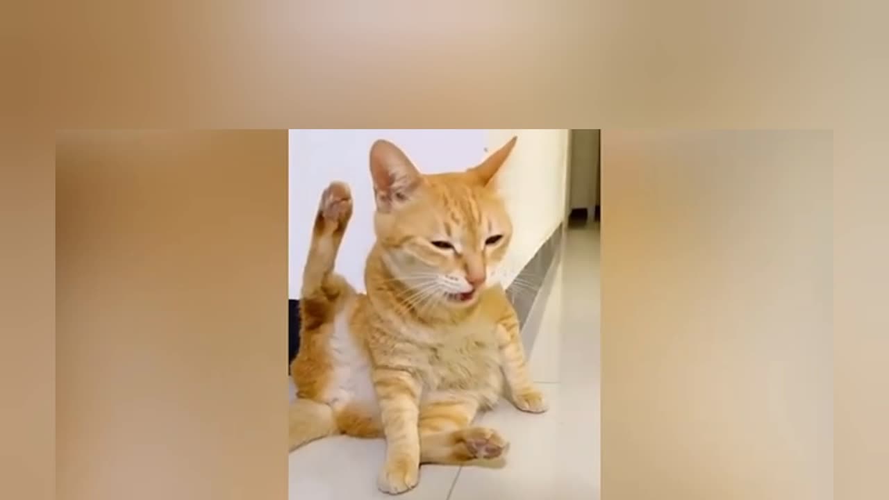 Funny Animal Videos