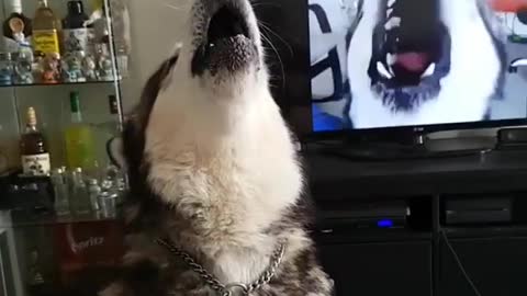 Howling Huskies