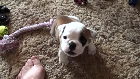 Cute baby animal video - cutest puppy ever