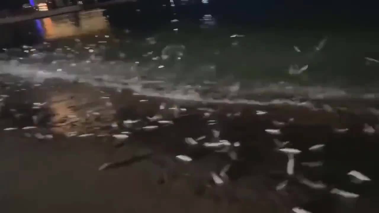 Mysterious mass of fish jumping above water near Shantou City shoreline in China