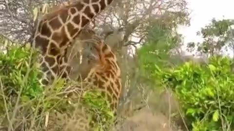 Rare fighting Giraffe