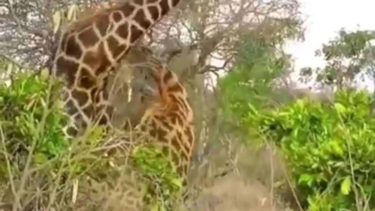 Rare fighting Giraffe