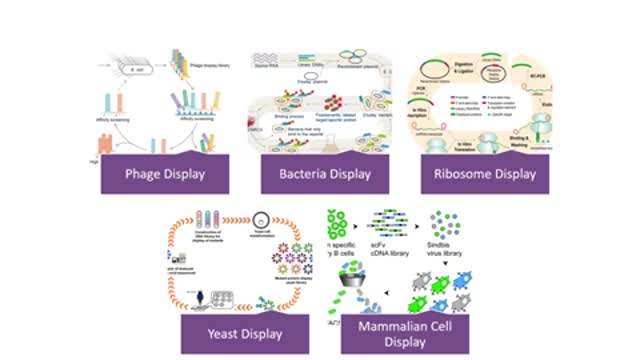 discovery of monoclonal antibodies