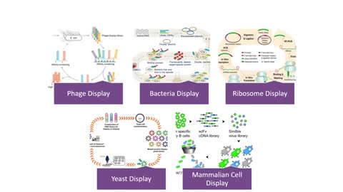 discovery of monoclonal antibodies