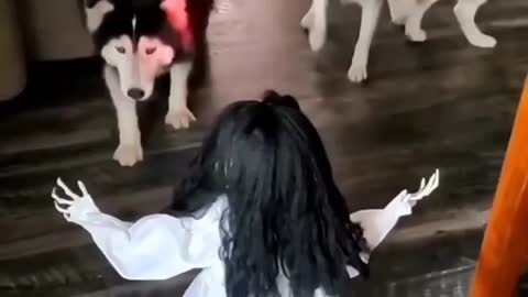 Horror dog mind-blowing