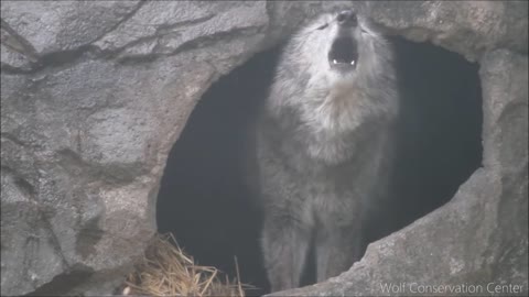 Black Wolf Howls to the Thunder new