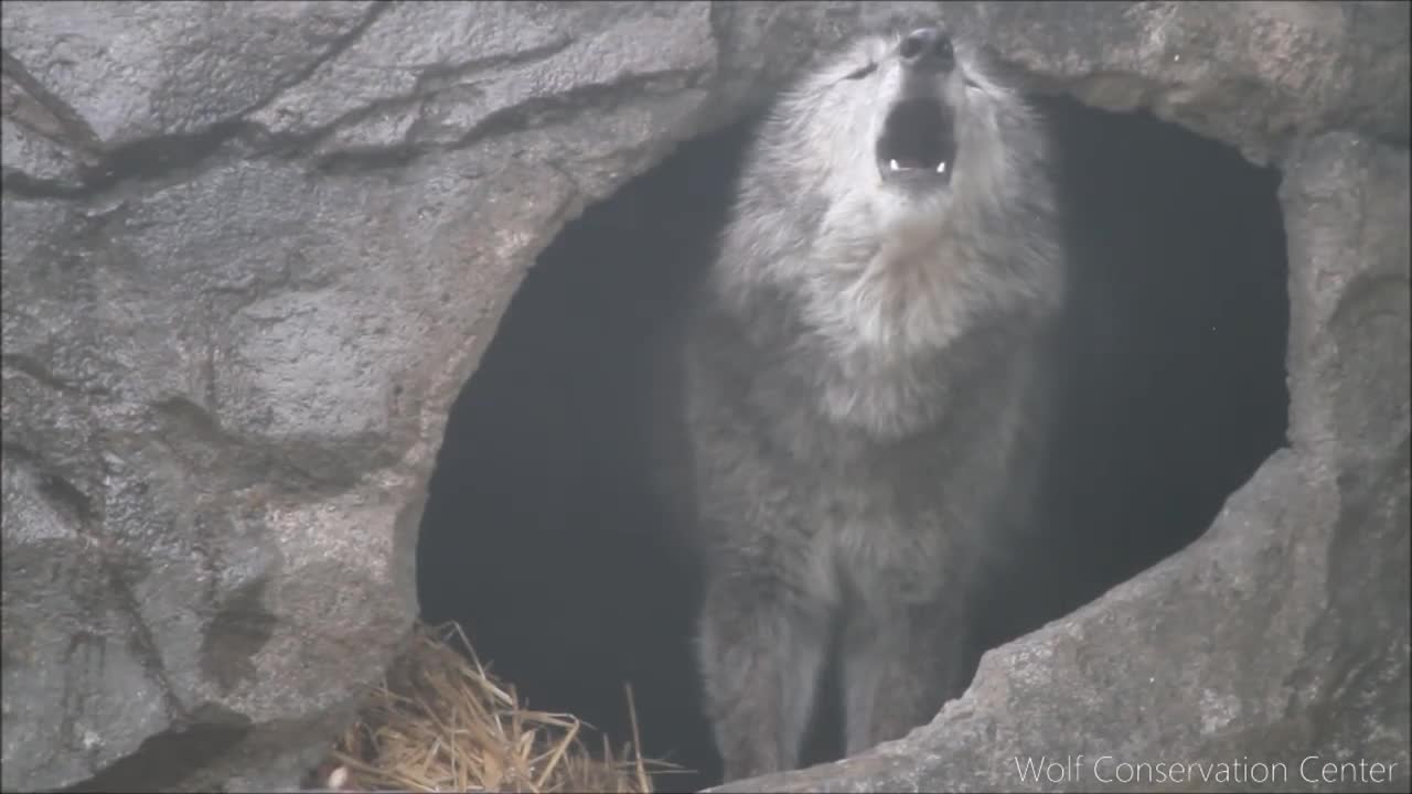 Black Wolf Howls to the Thunder new