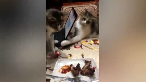 Hilarious moment cat prevents his brother from taking his food