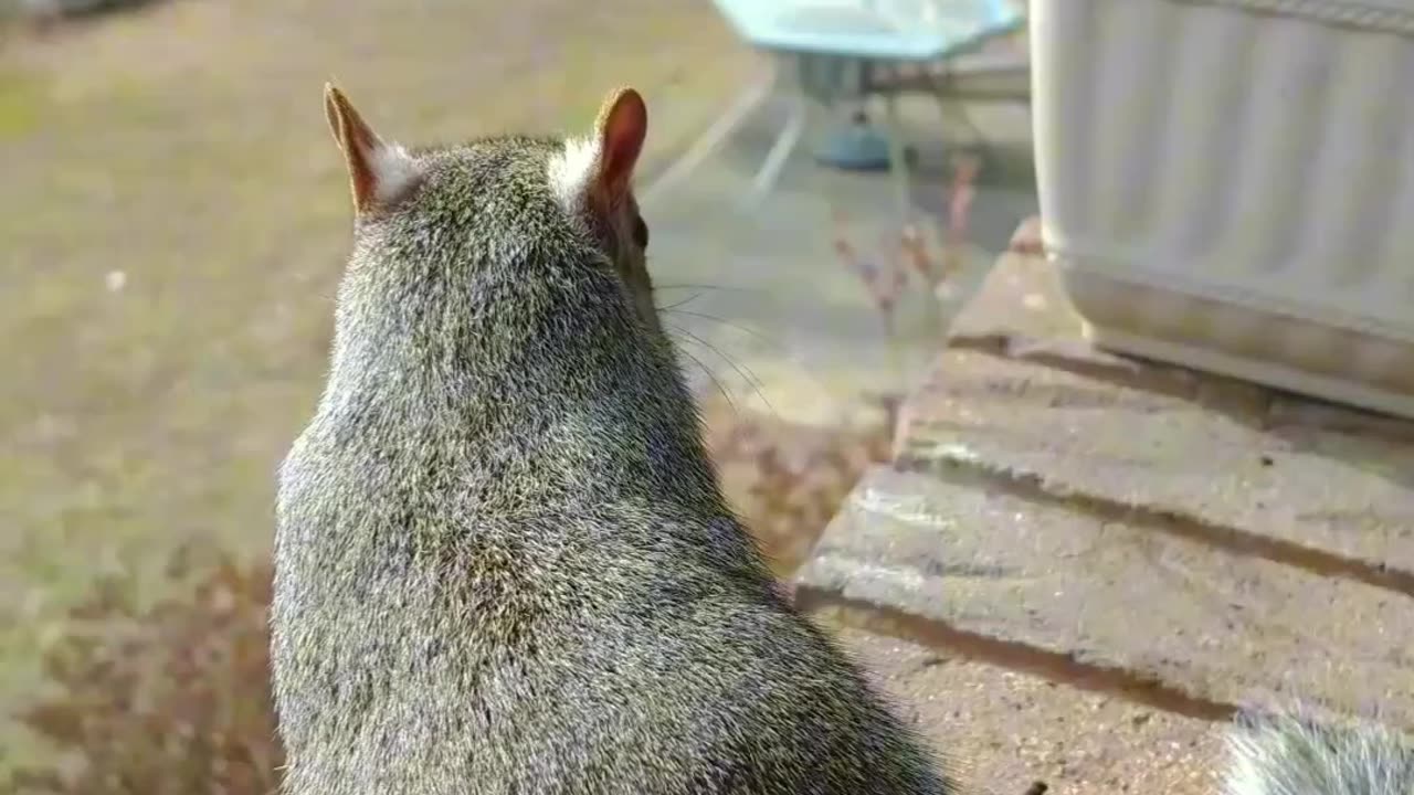 Mika The Squirrel Here 🐿️ eating her breakfast.