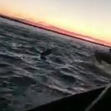 Strange phenomenon fish jumping from water
