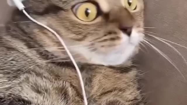 The cat listening 🎧 the music