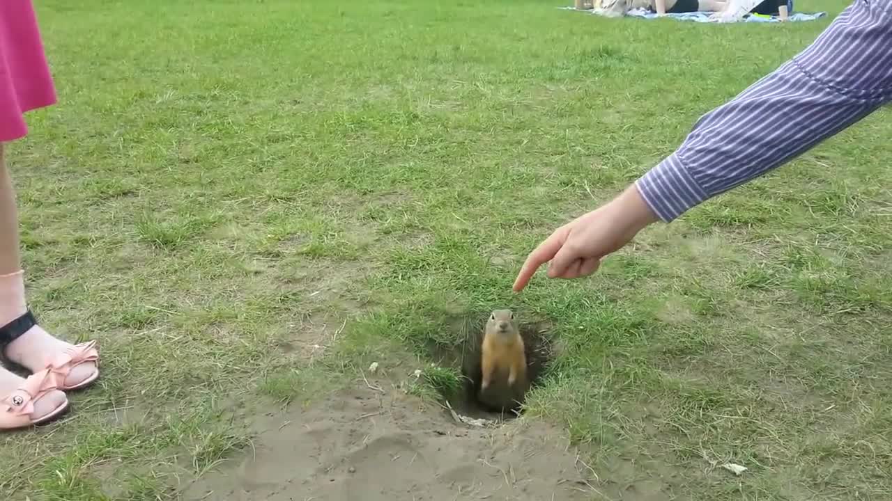 Bold gopher