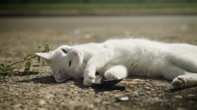 Cat playing