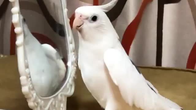 Bird Whistles If You're Happy and You Know It Song