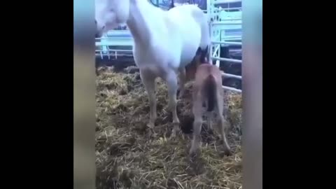 Beautiful horses foal with mom