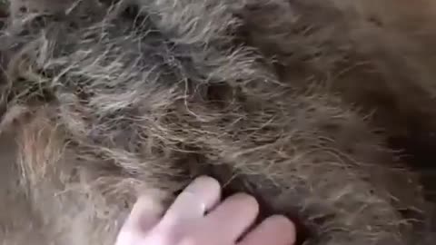 spoiled pinch from master