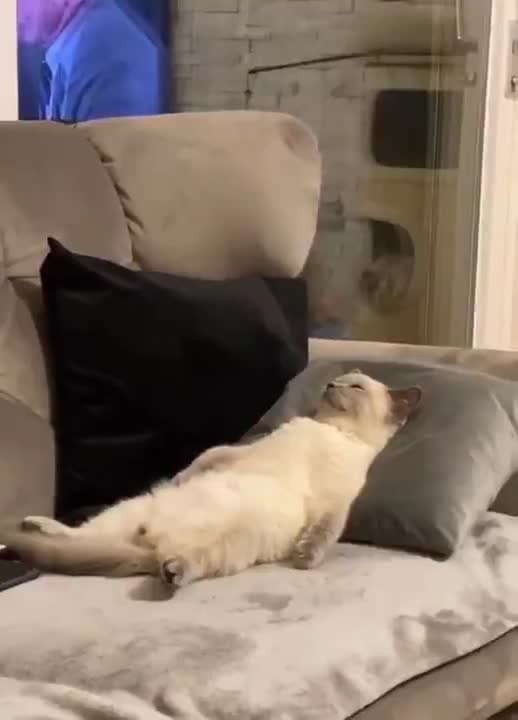 It's been a long Monday for this kitty