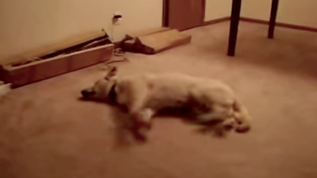 The Magical World of Sleepwalking Dogs!